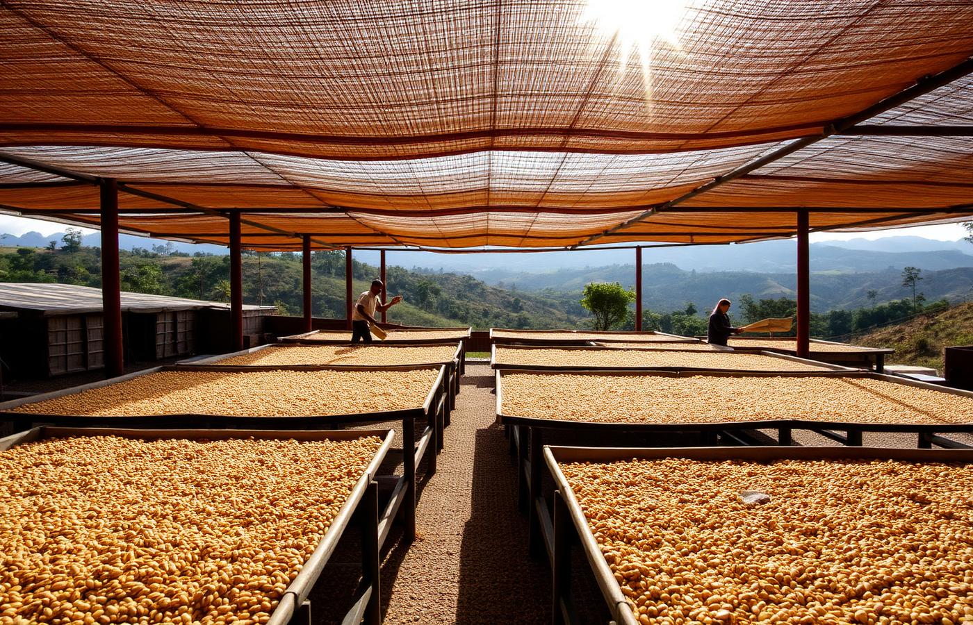 Coffee drying on raised beds at a Rwandan washing station in the highlands