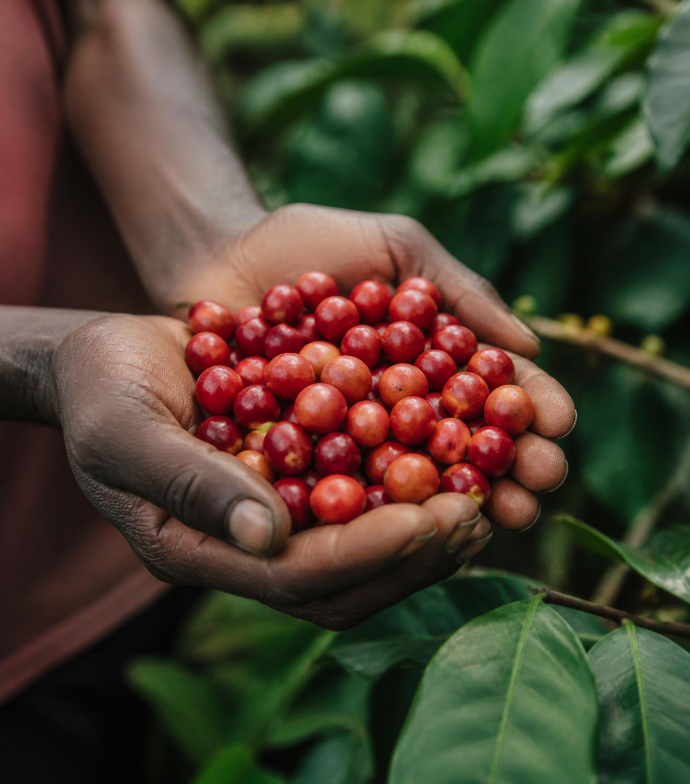 Freshly picked red coffee cherries held in two hands